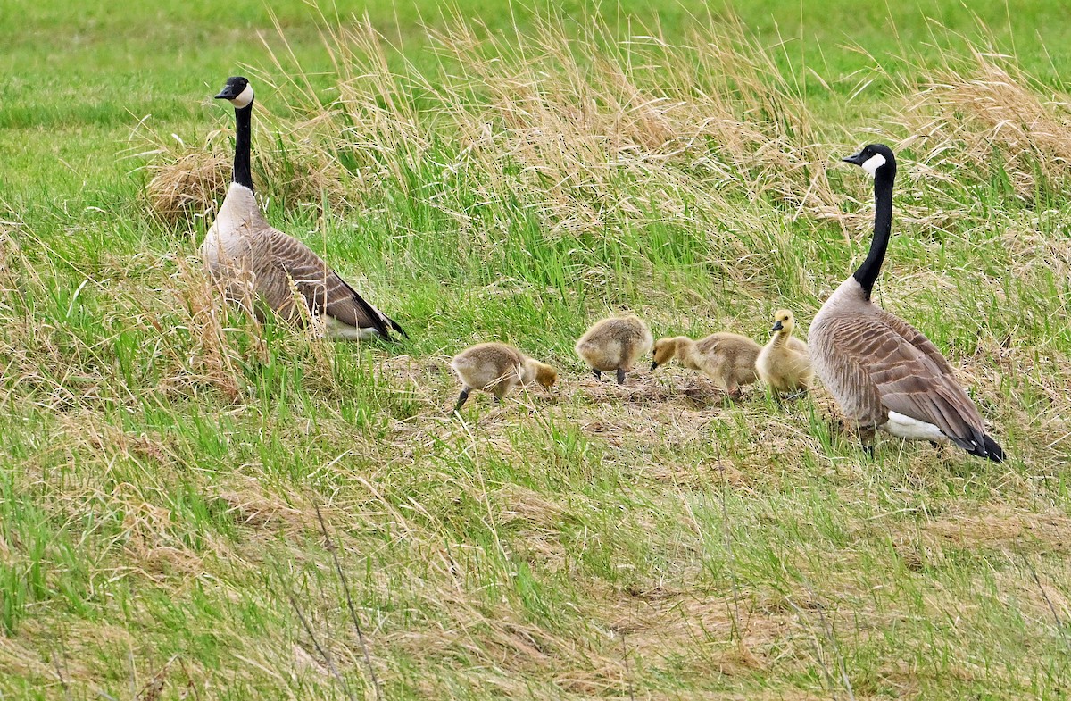 Canada Goose - Wayne Oakes