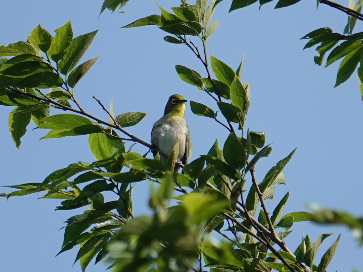 Warbling White-eye - ML619375690