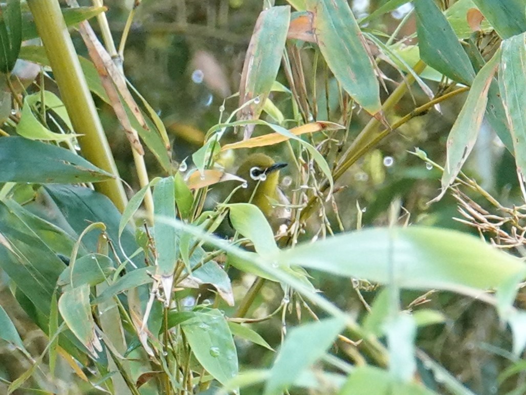 Warbling White-eye - Steve Kornfeld