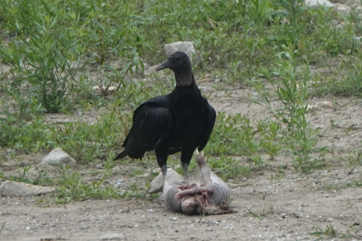 Black Vulture - BettySue Dunn