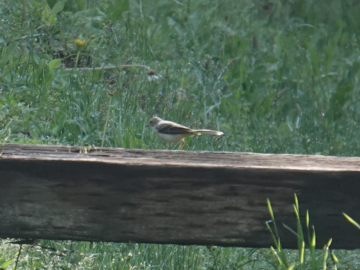 Gray Wagtail - ML619375698