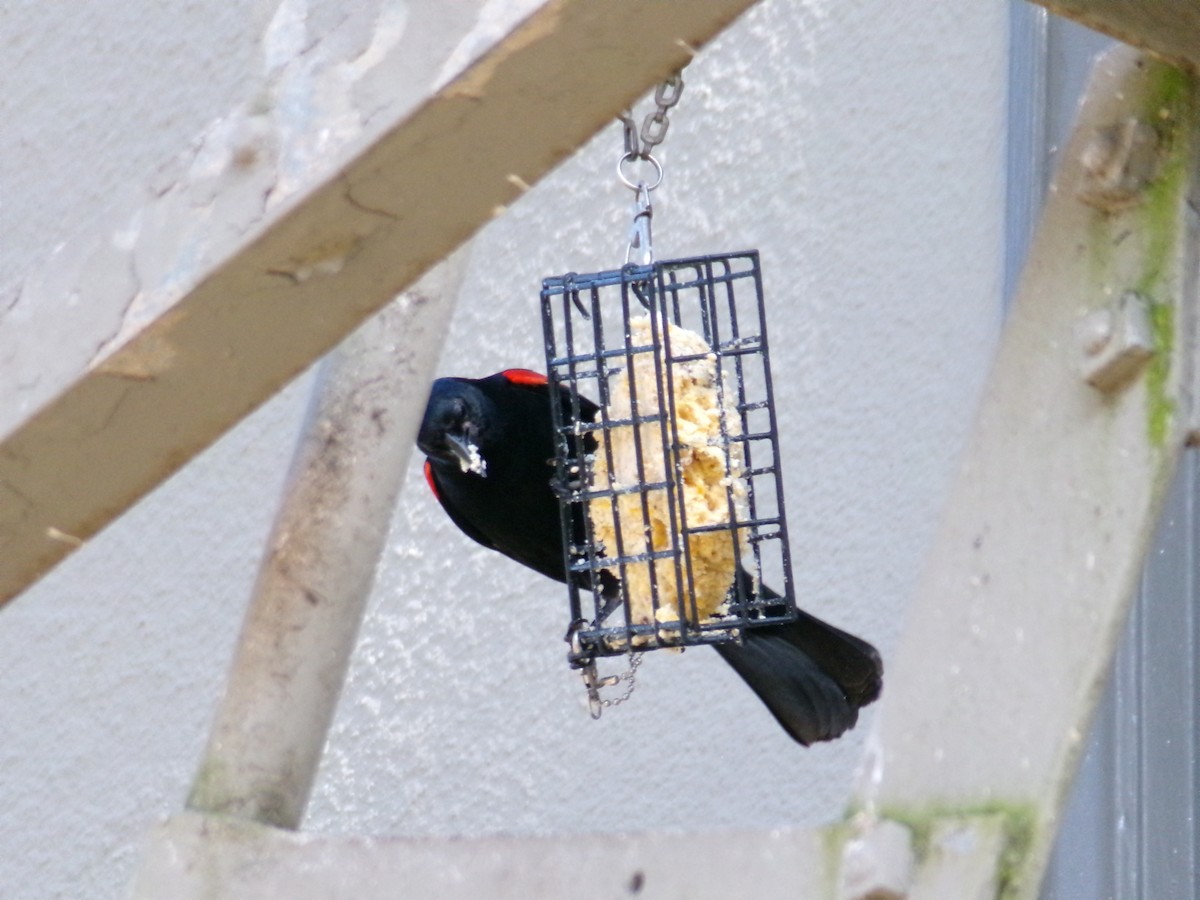 Red-winged Blackbird - Ross Rabkin