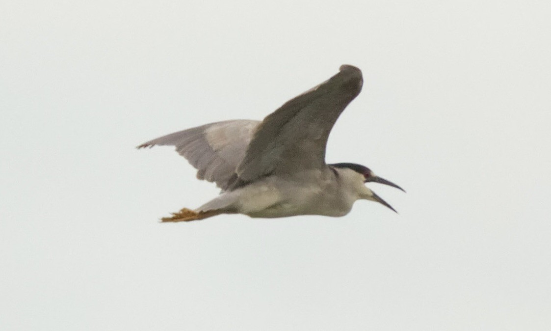 Black-crowned Night Heron (American) - Joel Weatherly