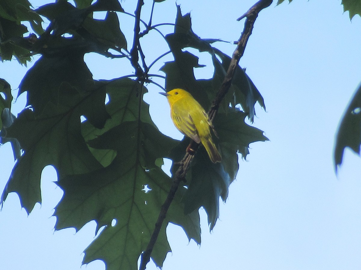 Yellow Warbler - Barry Capella