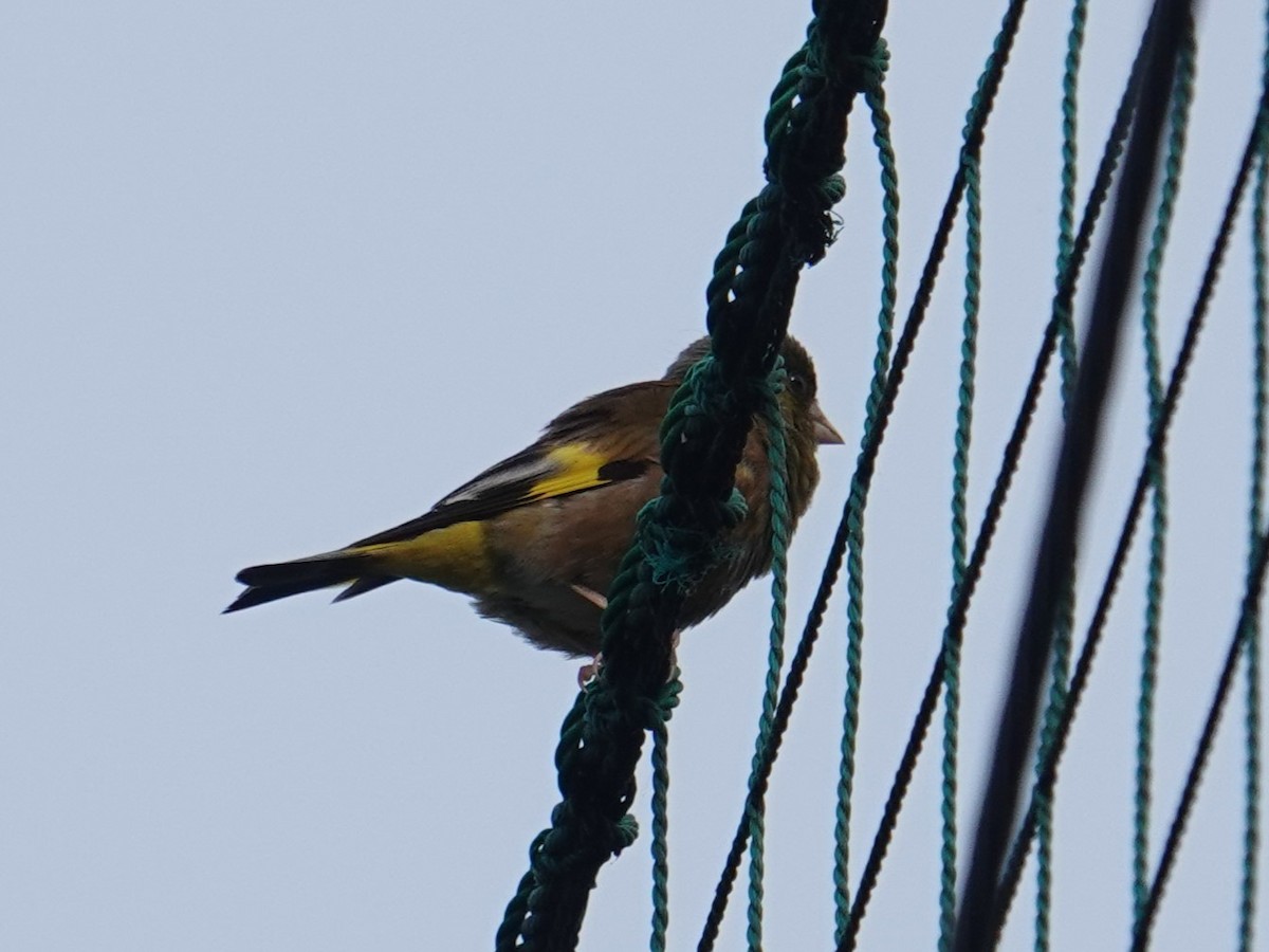 Oriental Greenfinch - Steve Kornfeld