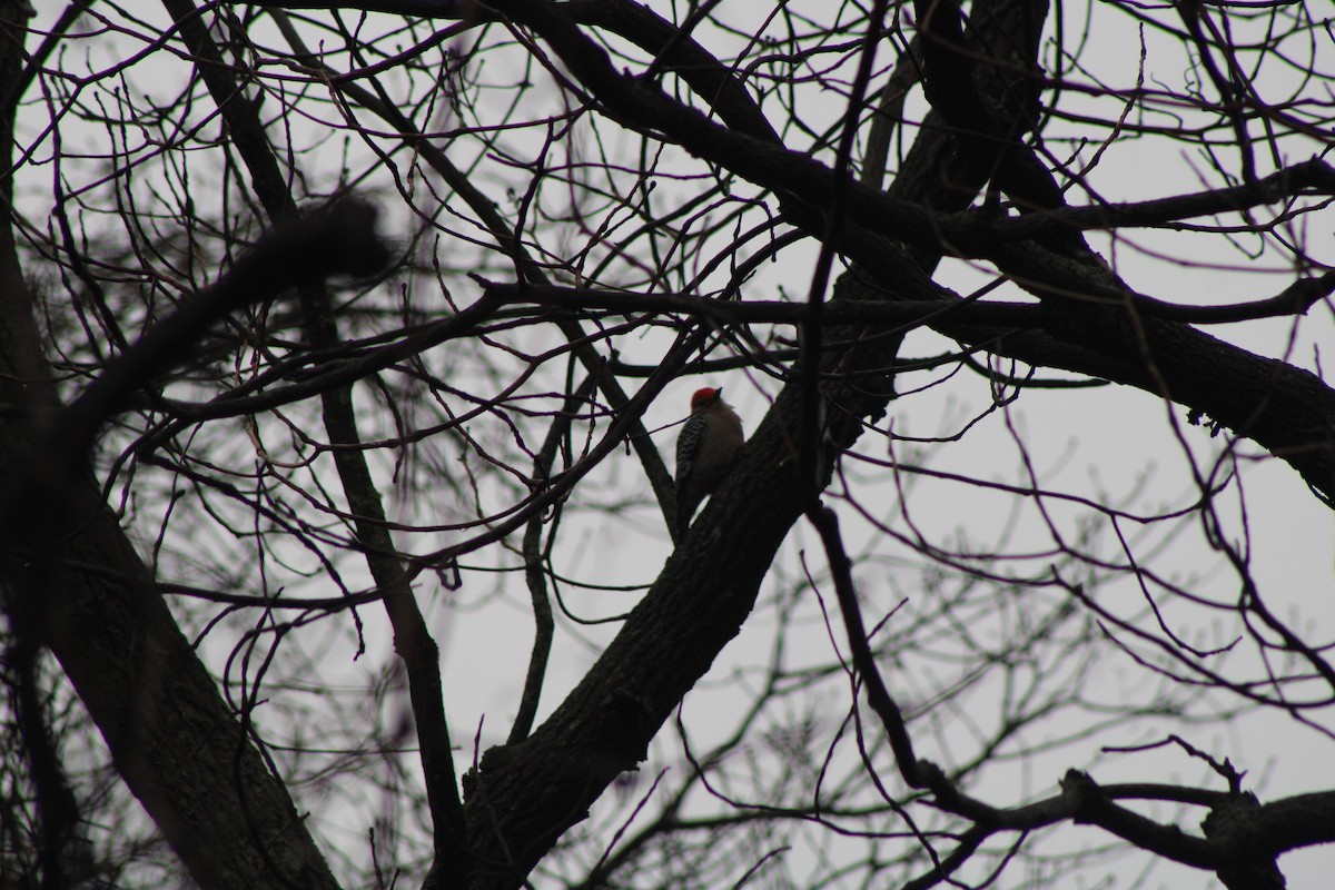 Red-bellied Woodpecker - Jared Ganeles