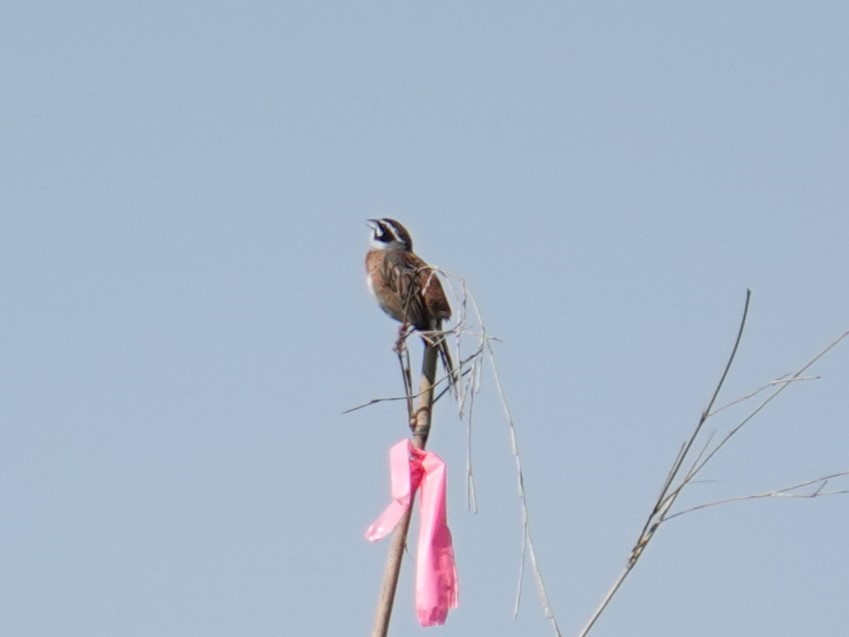 Meadow Bunting - Steve Kornfeld