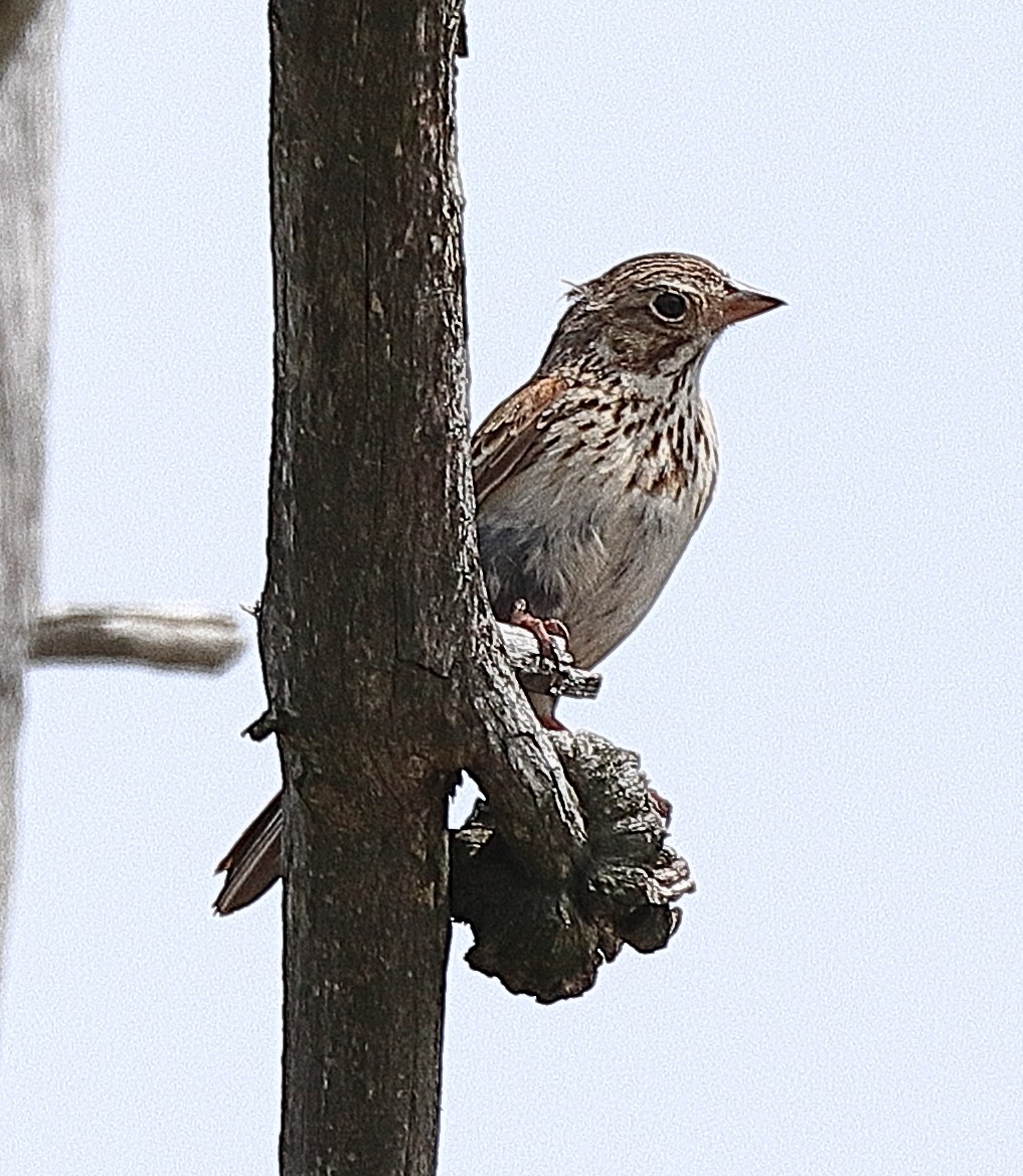 Vesper Sparrow - Brian Cox