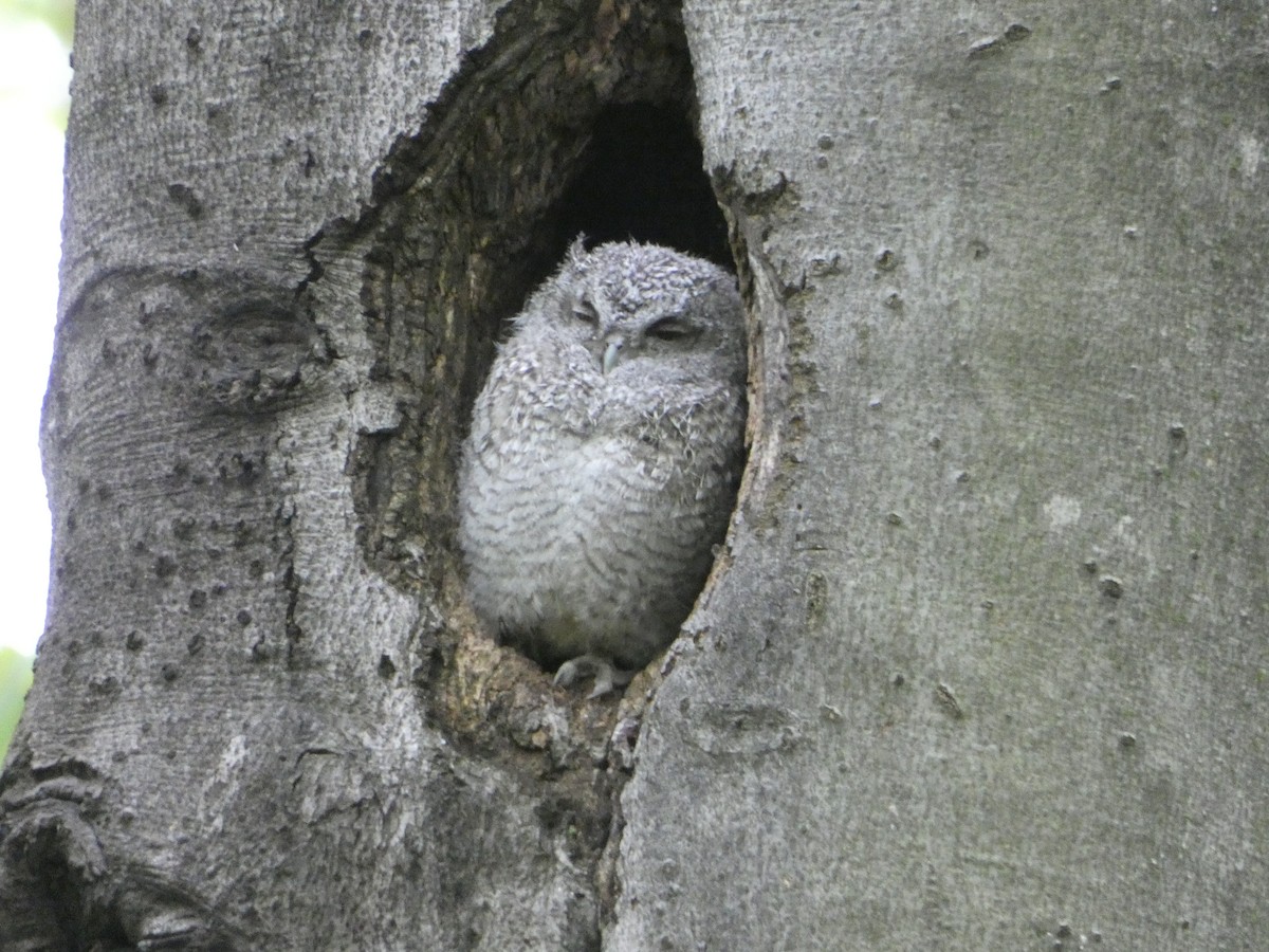 Eastern Screech-Owl - Marieta Manolova