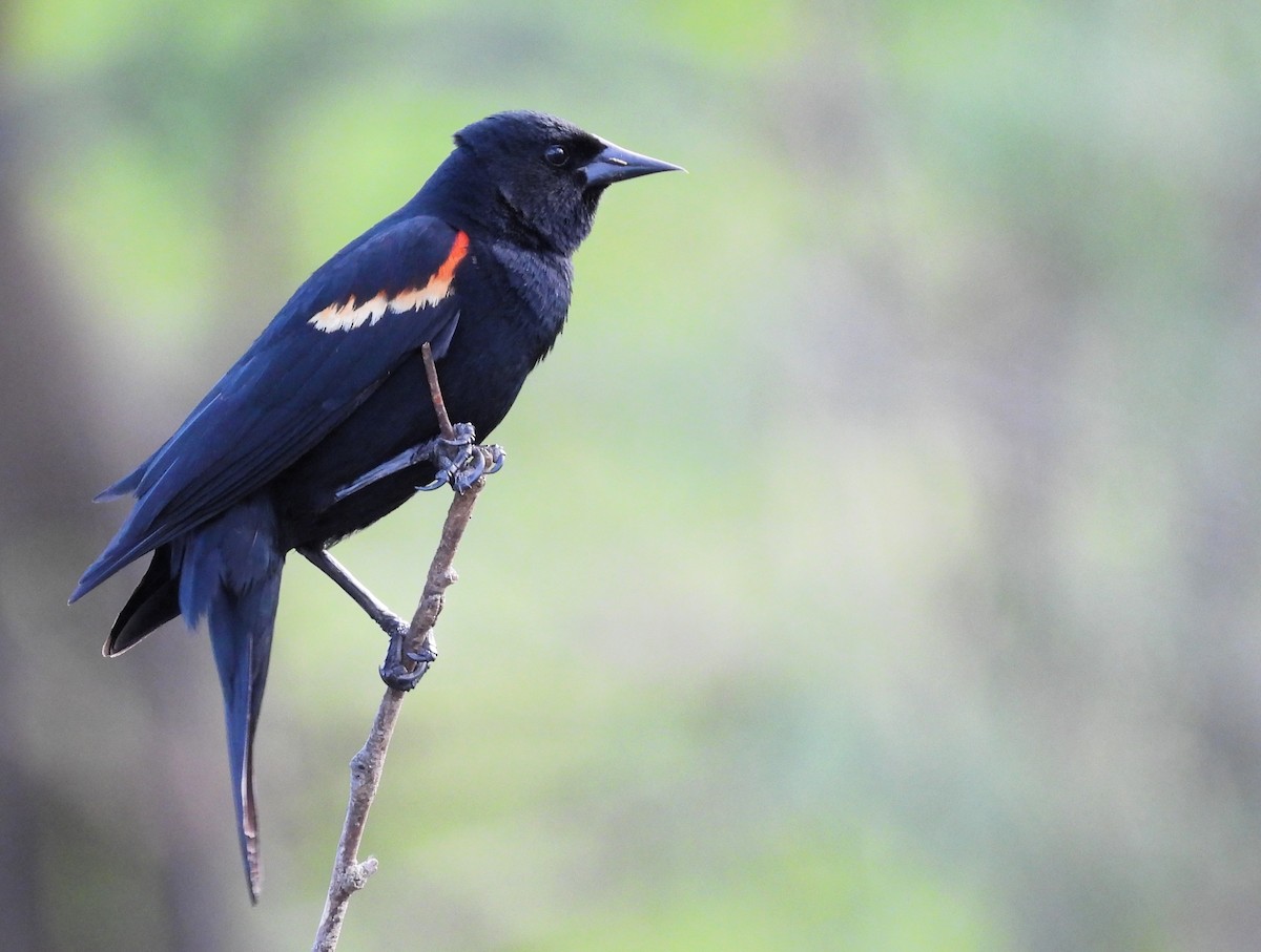 Red-winged Blackbird - Michael W. Sack