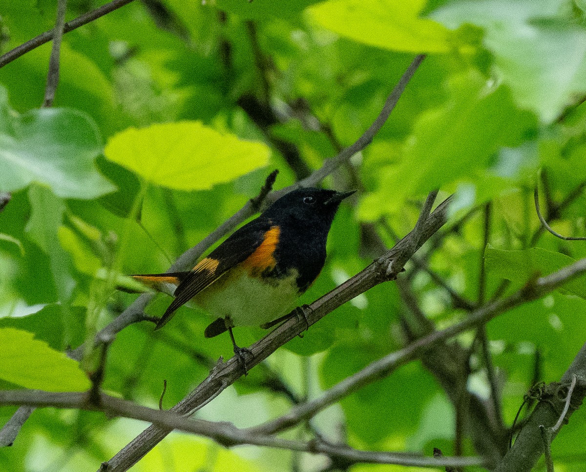 American Redstart - Jim Crumpler