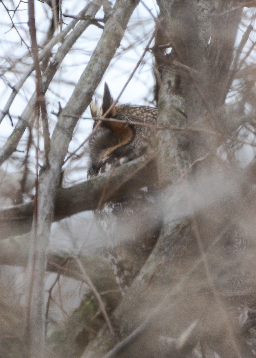 Long-eared Owl - Don Keffer
