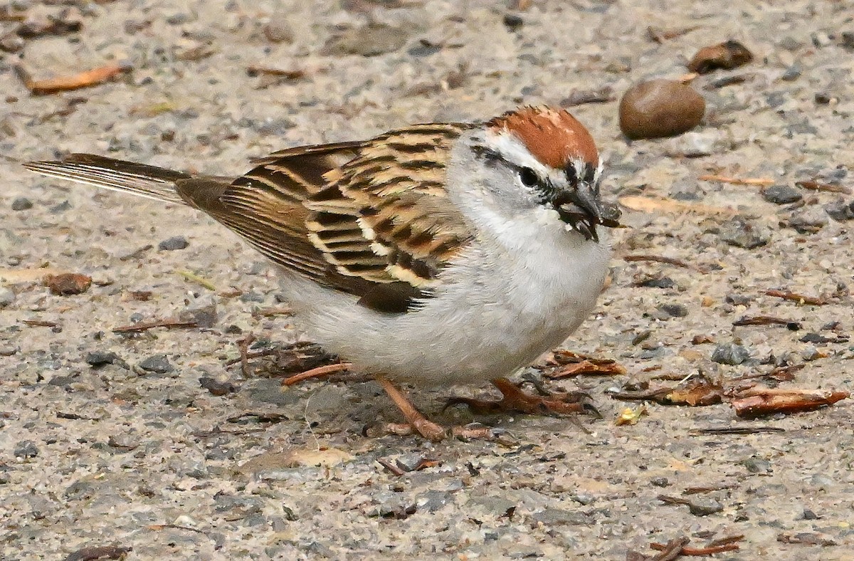 Chipping Sparrow - Wayne Oakes