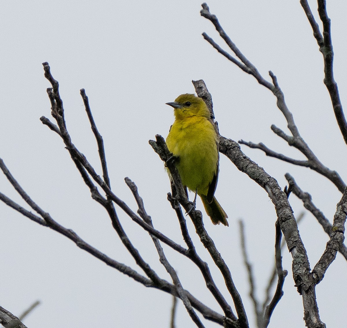 Orchard Oriole - Jim Crumpler