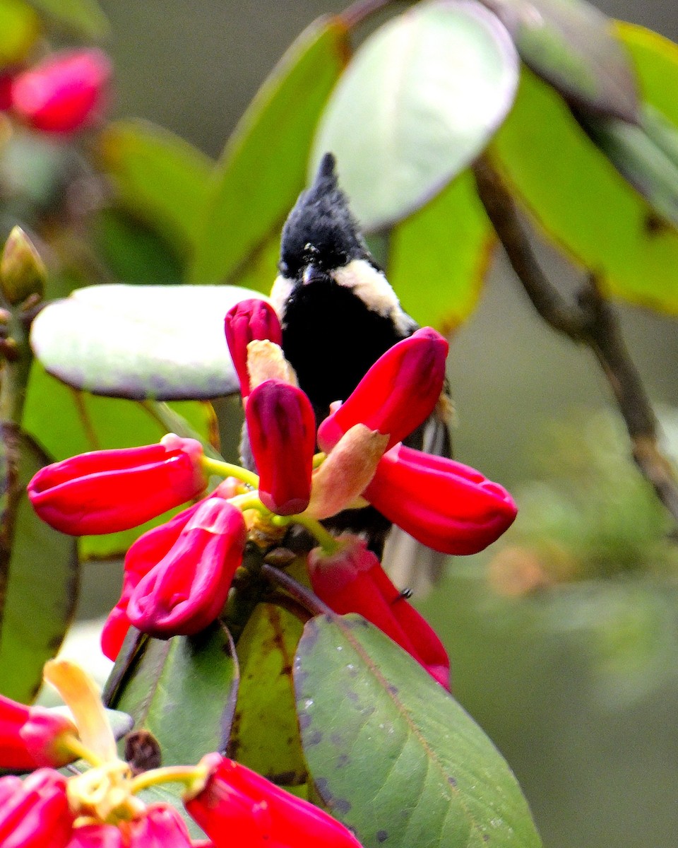 Rufous-vented Tit - Rajesh Gopalan