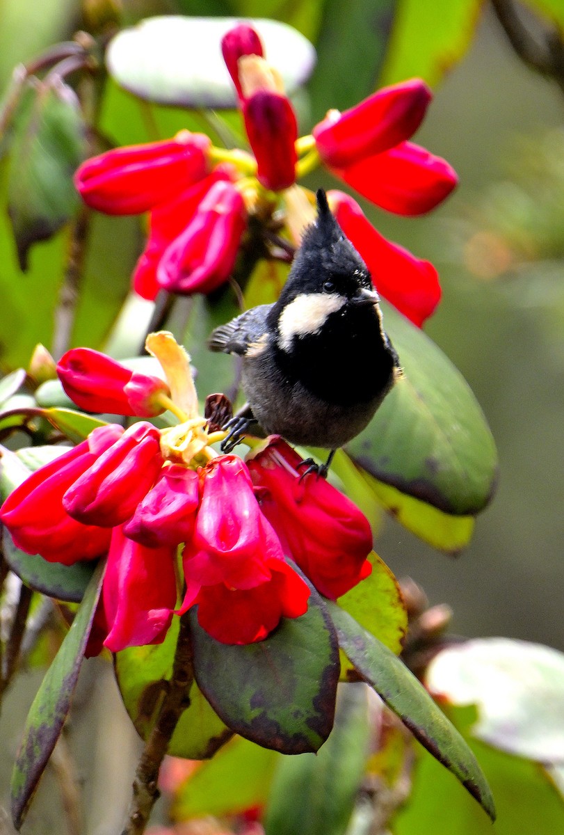 Rufous-vented Tit - Rajesh Gopalan