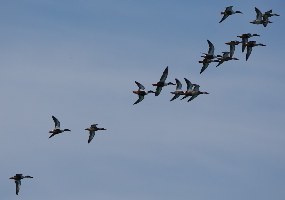 Northern Shoveler - BettySue Dunn