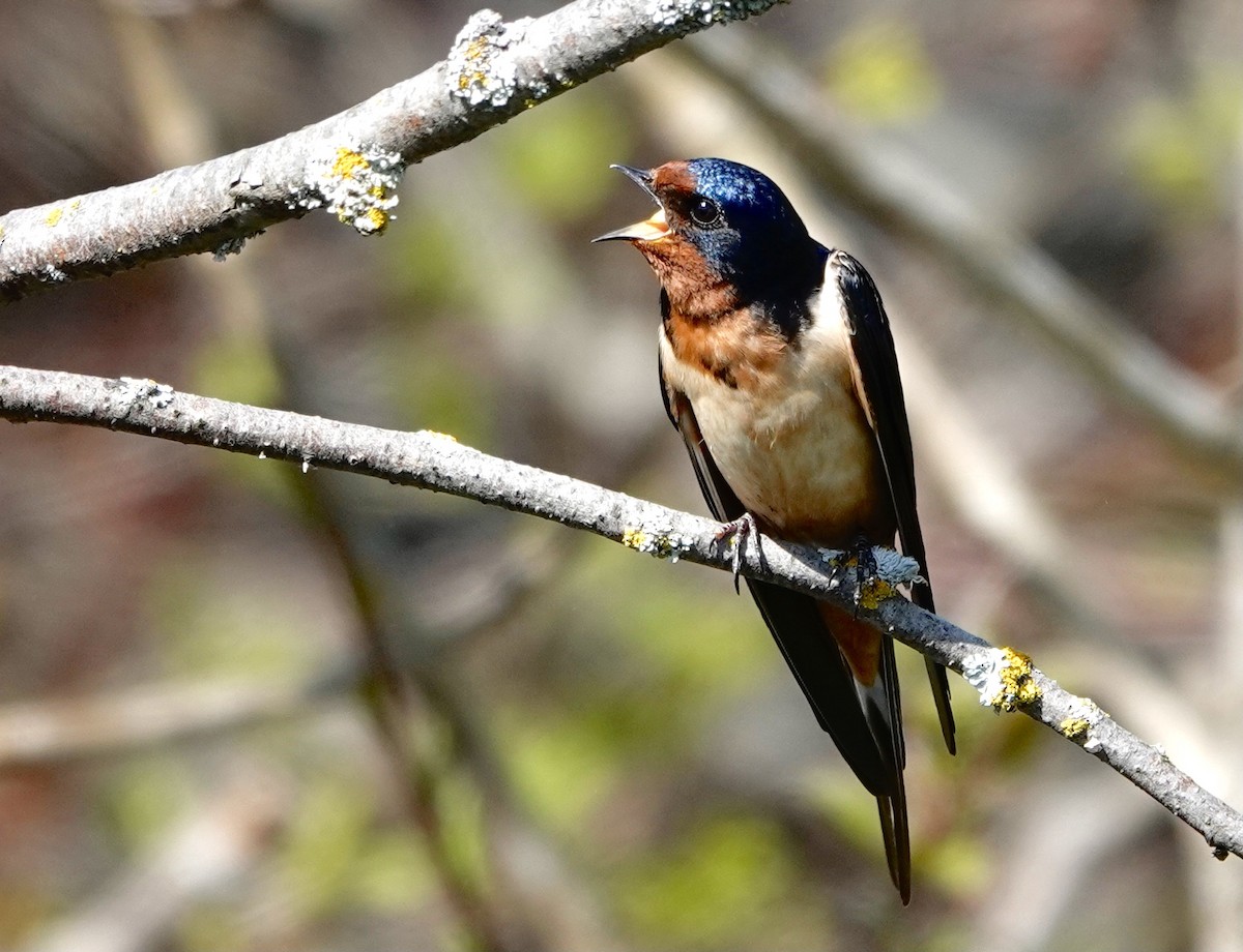 Barn Swallow - France Boily