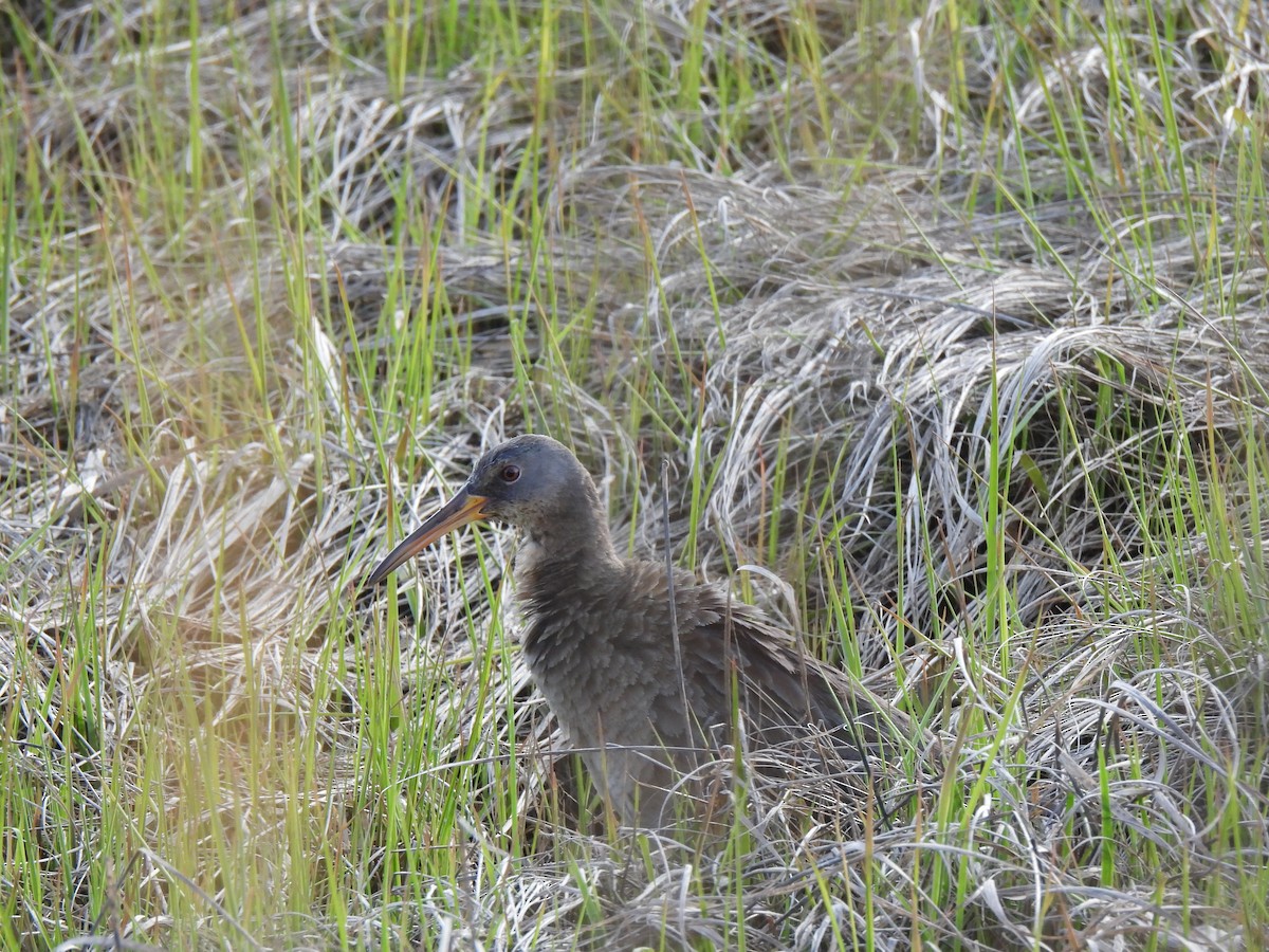 Clapper Rail - Jeff&Jenn Joffray