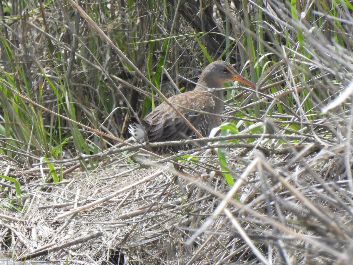 Clapper Rail - Jeff&Jenn Joffray