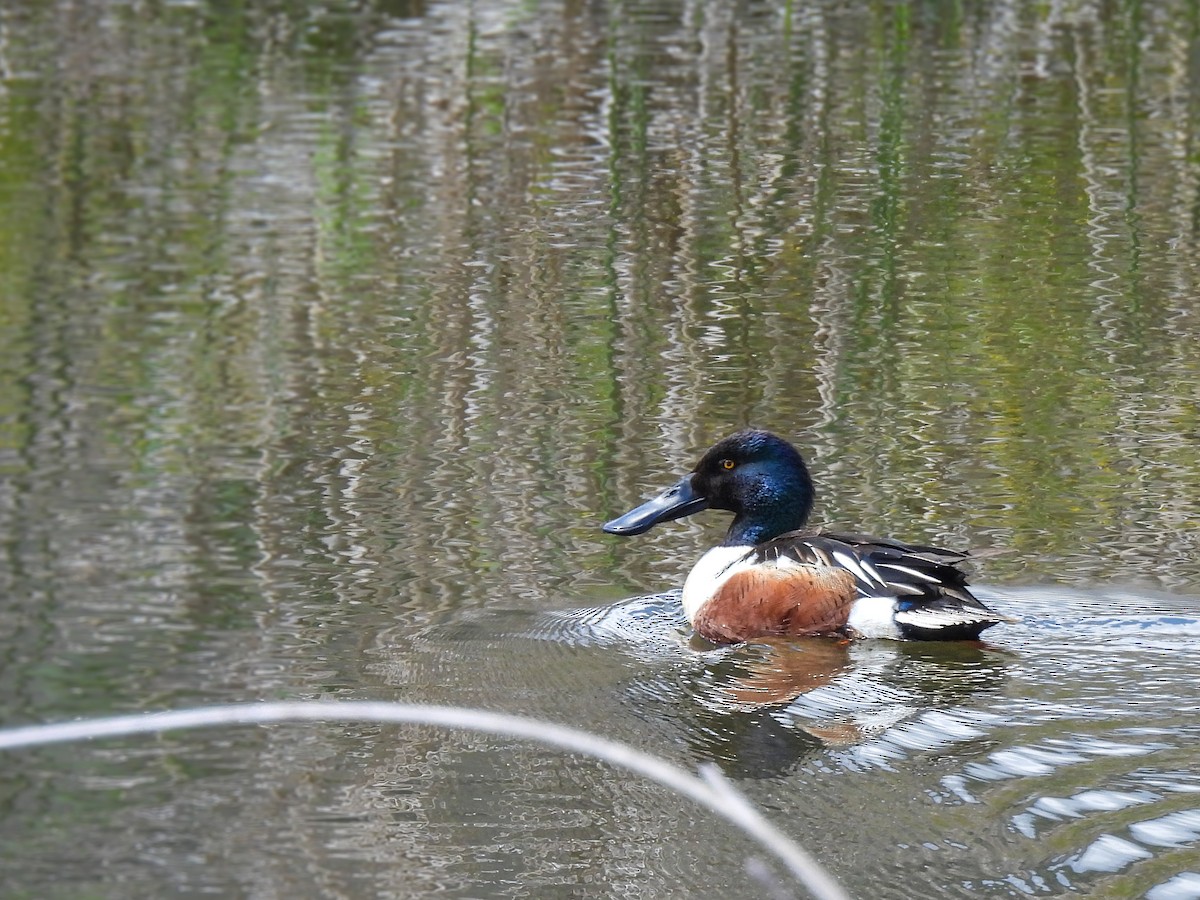 Northern Shoveler - Brittany Miller