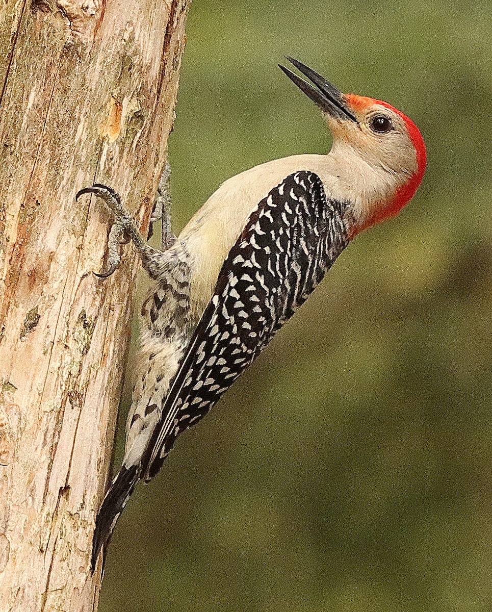 Red-bellied Woodpecker - Brian Cox