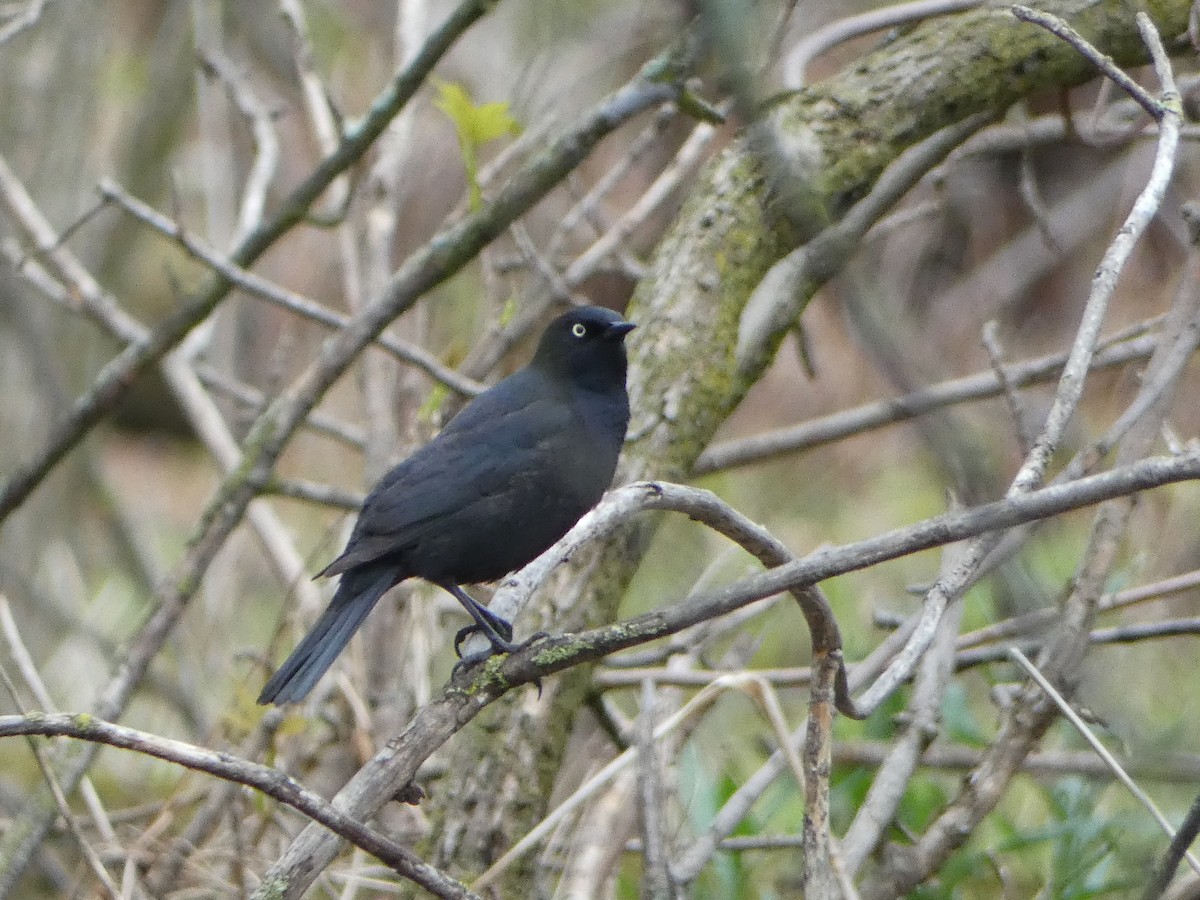 Rusty Blackbird - Marieta Manolova