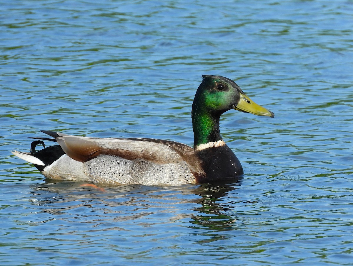 Mallard - Michael W. Sack