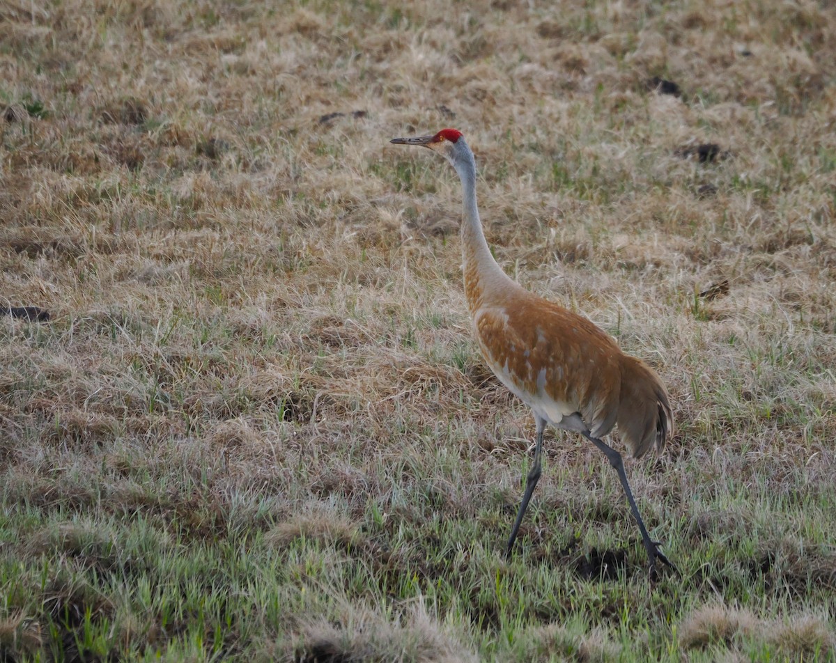 Sandhill Crane - Paul Linton