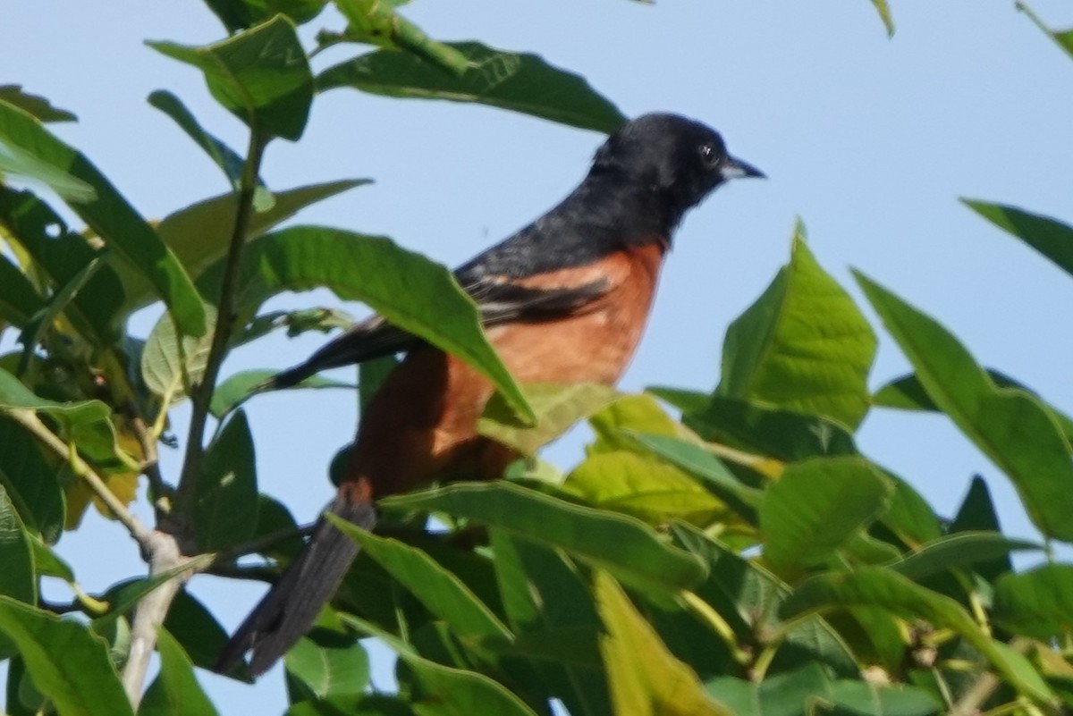 Orchard Oriole - ML619375895