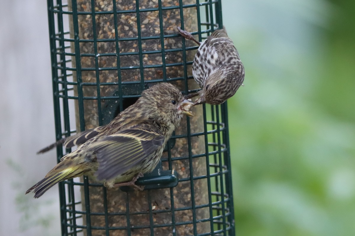 Pine Siskin - Sandy C