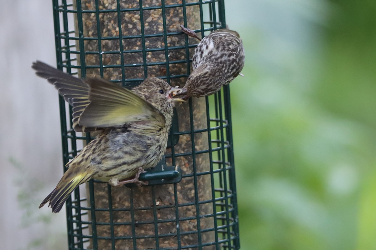 Pine Siskin - Sandy C