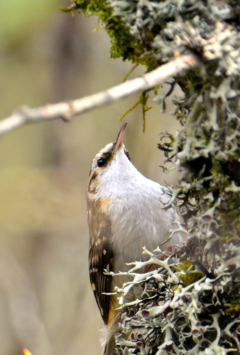 Hodgson's Treecreeper - ML619375916