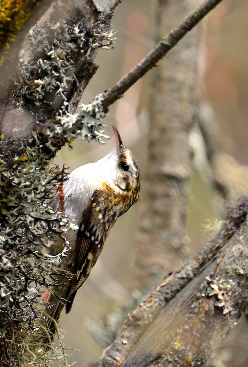 Hodgson's Treecreeper - ML619375926