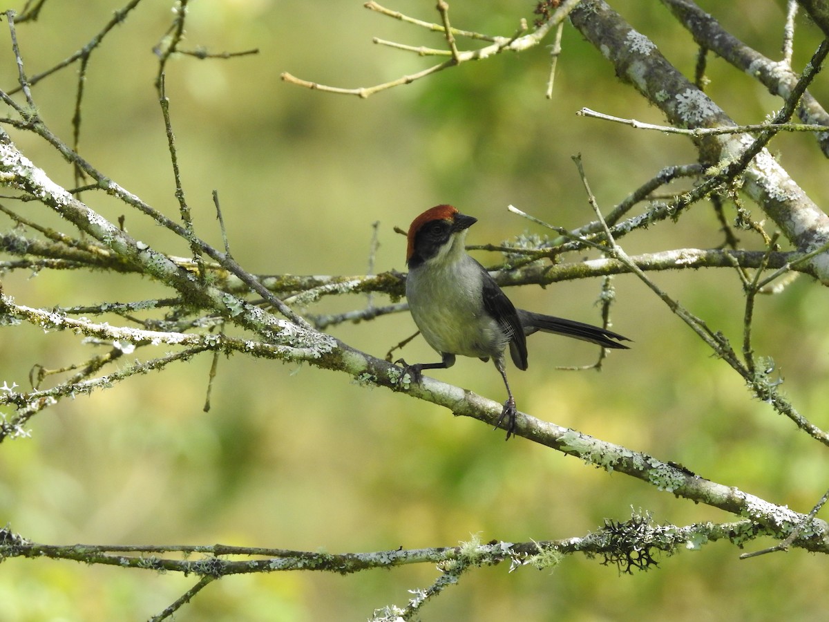 Antioquia Brushfinch - ML619375941