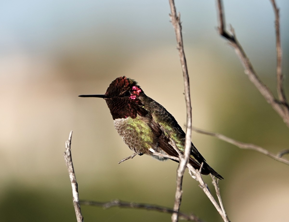 Anna's Hummingbird - Jaedon Tembrevilla