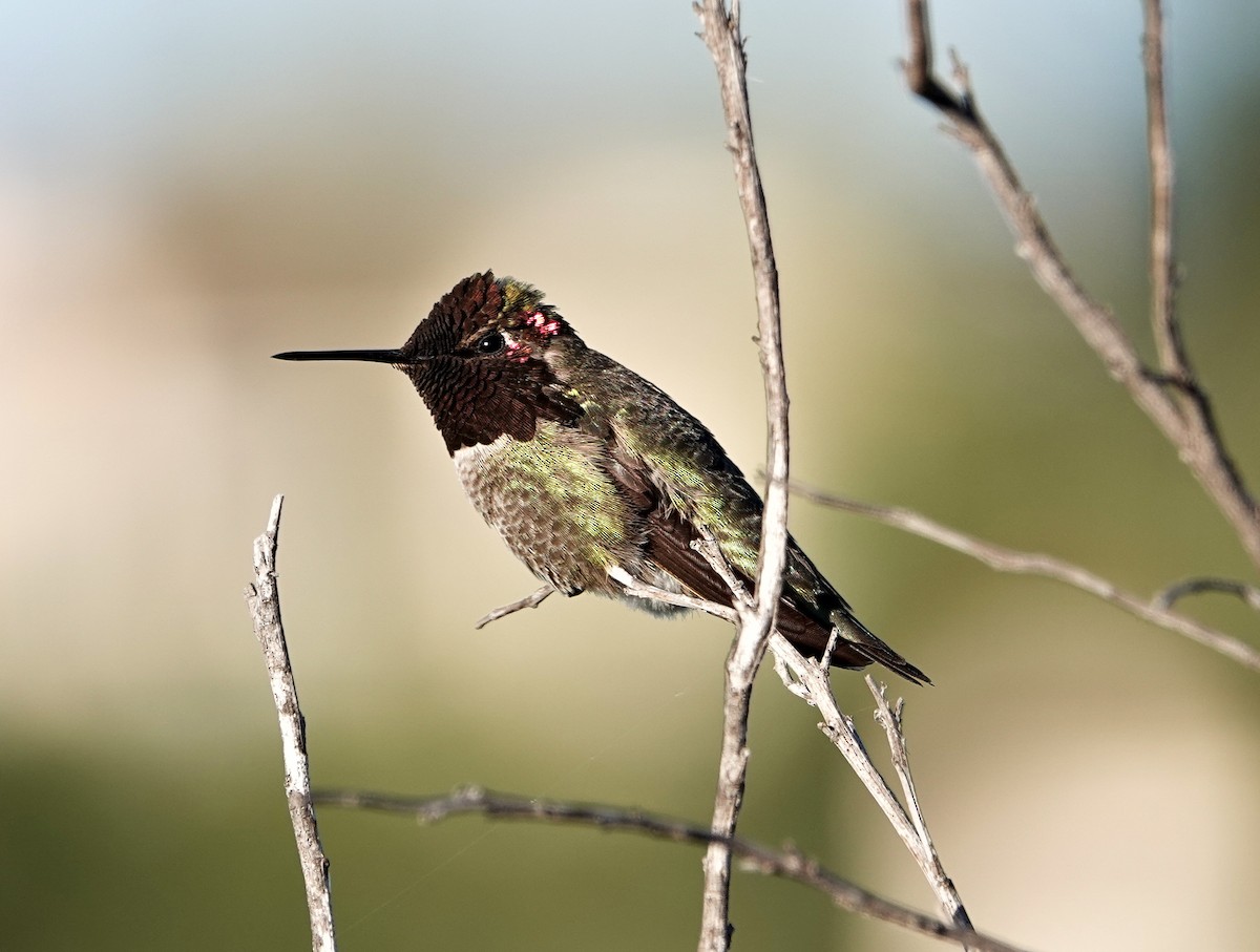 Anna's Hummingbird - Jaedon Tembrevilla