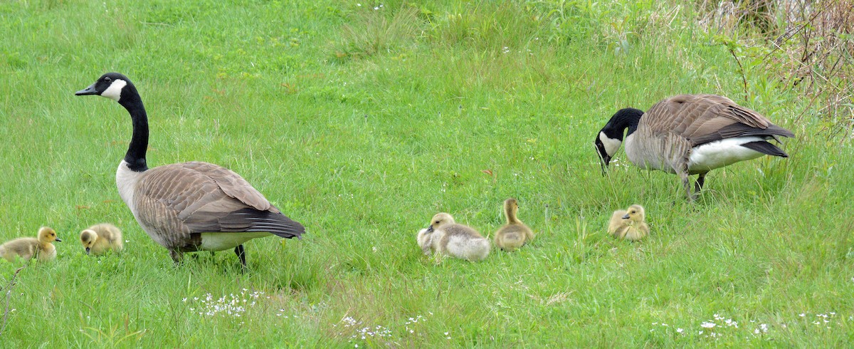 Canada Goose - Michael J Good