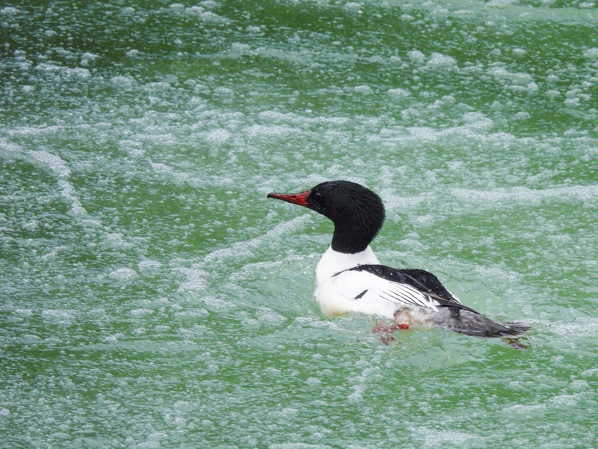 Common Merganser - ML619375967