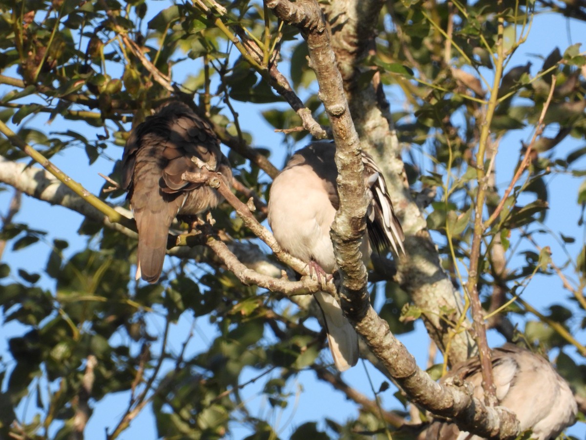 Picui Ground Dove - ML619375971