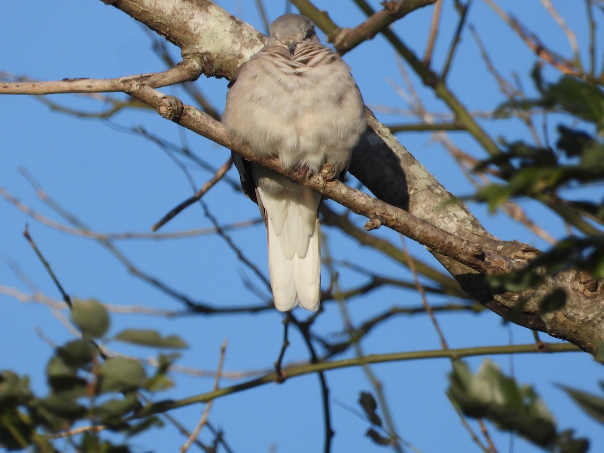 Picui Ground Dove - Mónica  Cobelli