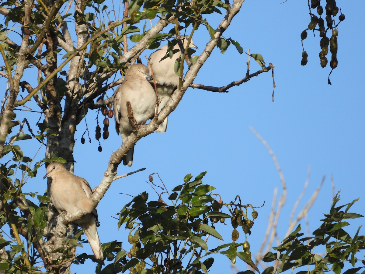 Picui Ground Dove - Mónica  Cobelli