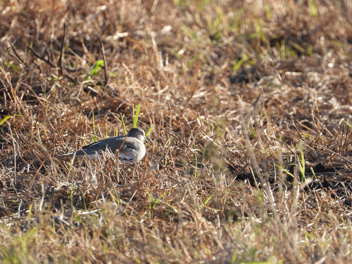 Picui Ground Dove - Mónica  Cobelli