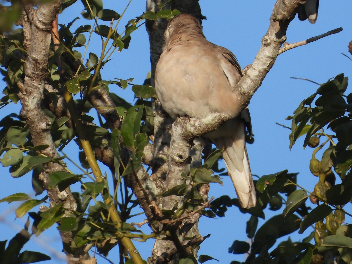 Picui Ground Dove - Mónica  Cobelli