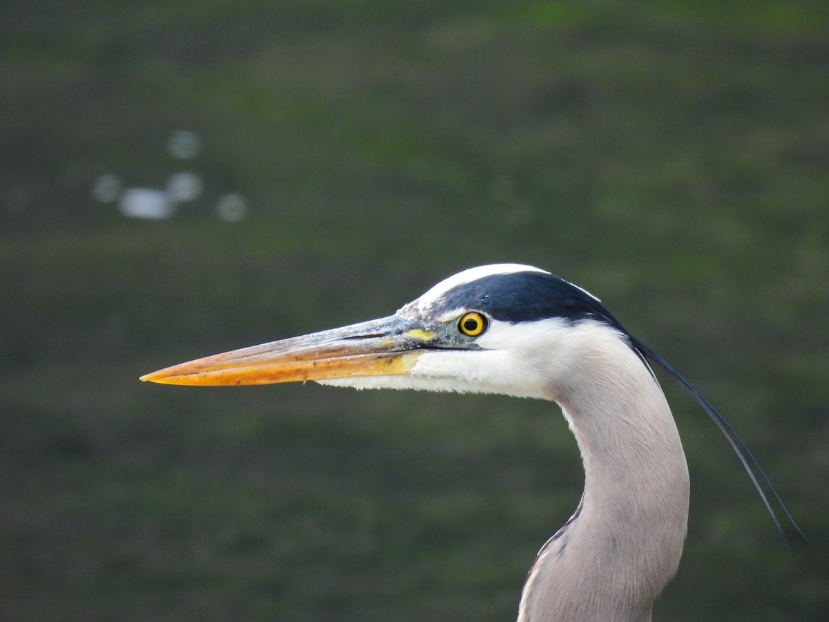 Great Blue Heron - ML619375983