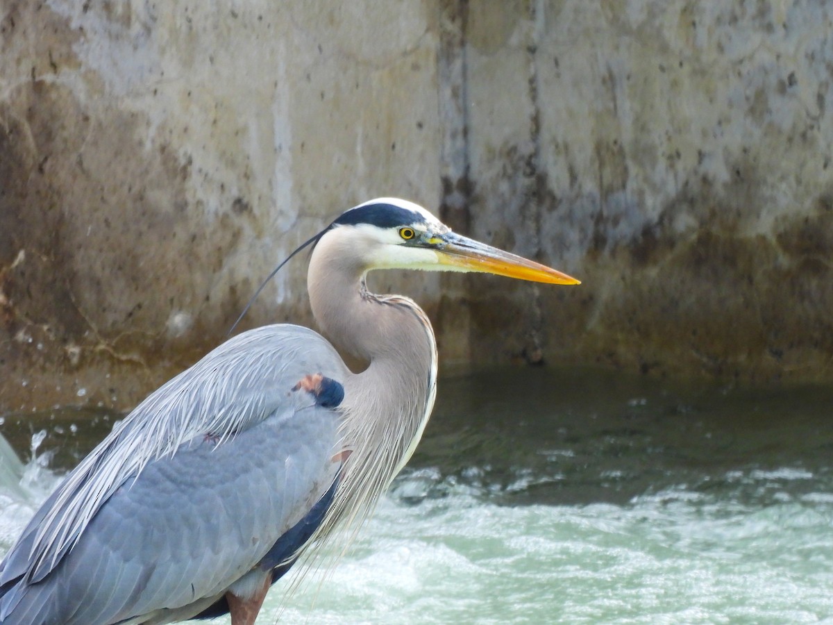 Great Blue Heron - ML619375984