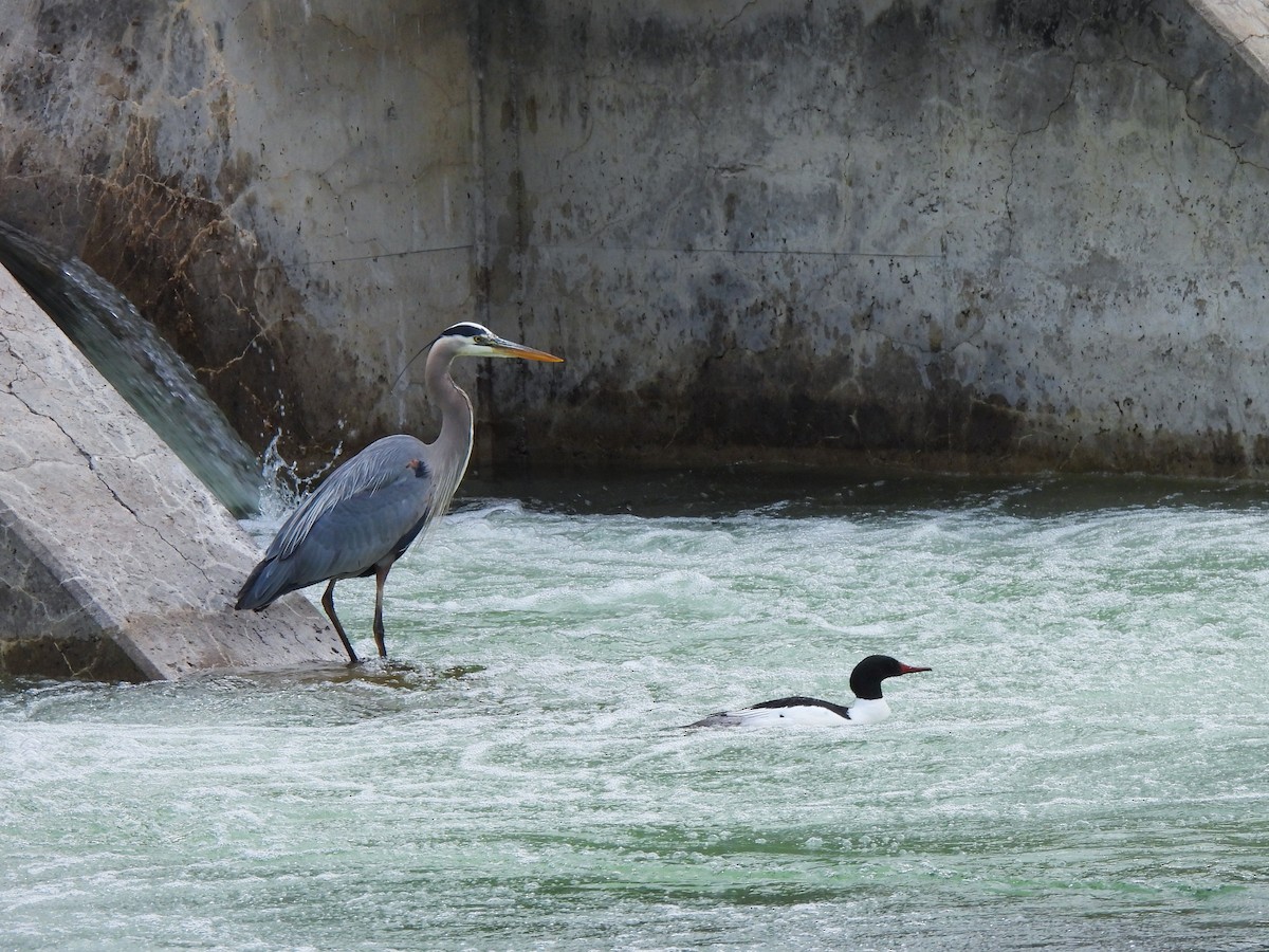 Great Blue Heron - ML619375985