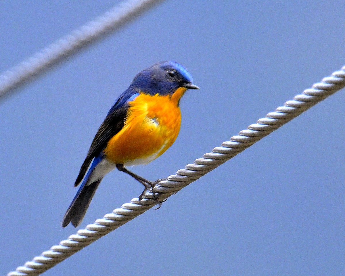 Blue-fronted Redstart - ML619375987