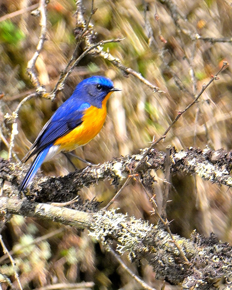 Blue-fronted Redstart - ML619375988