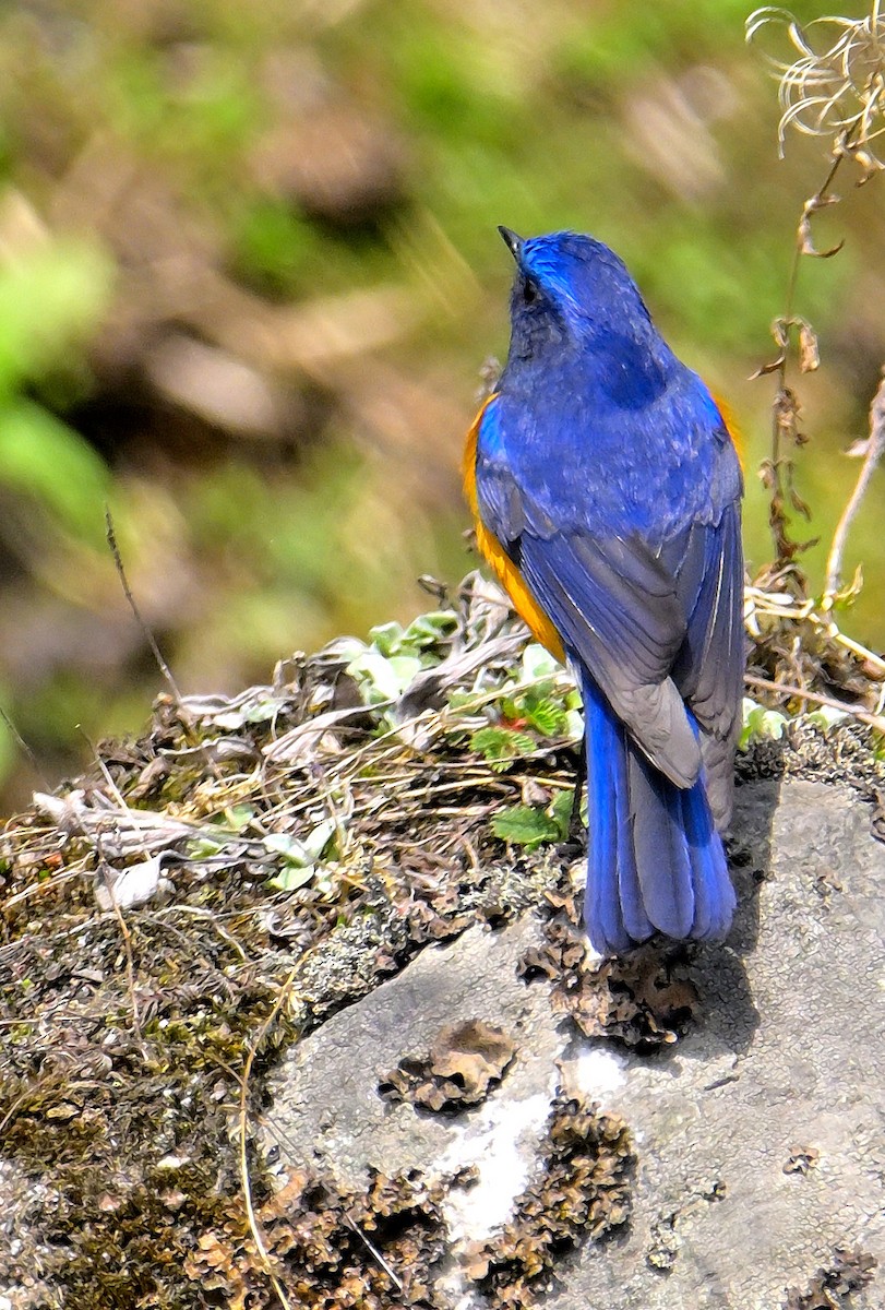 Blue-fronted Redstart - ML619375989